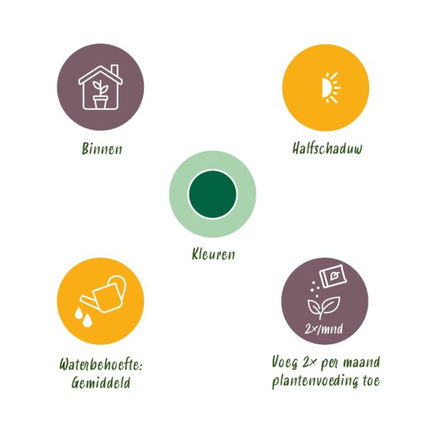 Stelitzia Nicolai - Paradijsvogelbloem - Weinig onderhoud - Groen