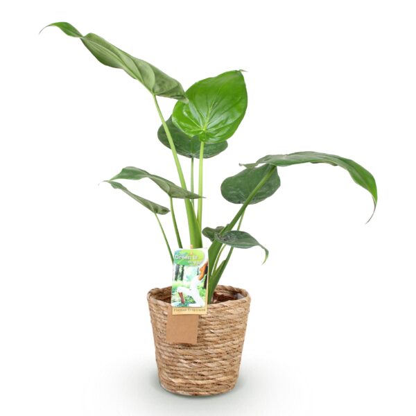 Alocasia Cucullata - Boeddha,s hand - Weinig onderhoud - met mand - Groen