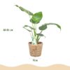 Alocasia Cucullata - Boeddha,s hand - Weinig onderhoud - met mand - Groen