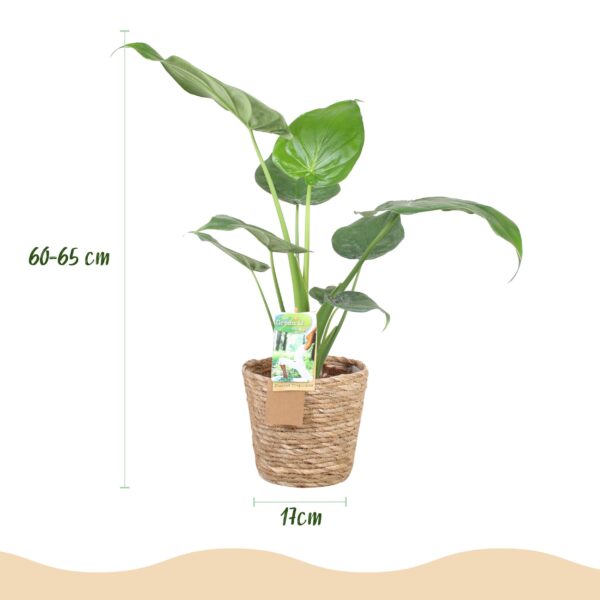 Alocasia Cucullata - Boeddha,s hand - Weinig onderhoud - met mand - Groen
