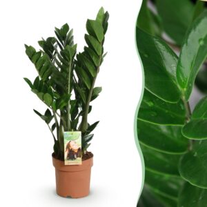 thumbnail_6000-2848.jpg Green is... Zamioculcas - ZZ-plant - Weinig onderhoud - Groen