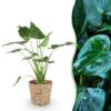 Alocasia Cucullata - Boeddha,s hand - Weinig onderhoud - met mand - Groen