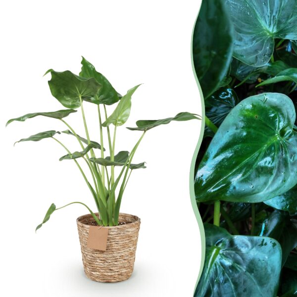 Alocasia Cucullata - Boeddha,s hand - Weinig onderhoud - met mand - Groen