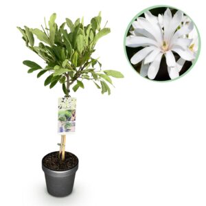 thumbnail_6000-286.jpg Magnolia stellata -Terras Plant - Bladverliezend - Winterhard - Witte Bloem