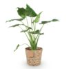 Alocasia Cucullata - Boeddha,s hand - Weinig onderhoud - met mand - Groen