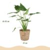 Alocasia Cucullata - Boeddha,s hand - Weinig onderhoud - met mand - Groen
