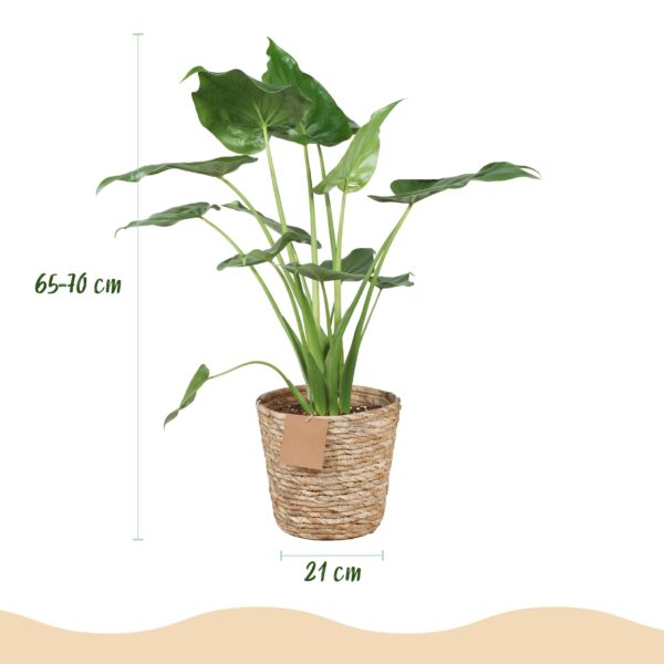 Alocasia Cucullata - Boeddha,s hand - Weinig onderhoud - met mand - Groen