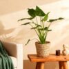 Alocasia Cucullata - Boeddha,s hand - Weinig onderhoud - met mand - Groen