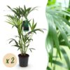 Howea Forsteriana - Kentia Palm - Weinig Onderhoud - Groen - 2 planten