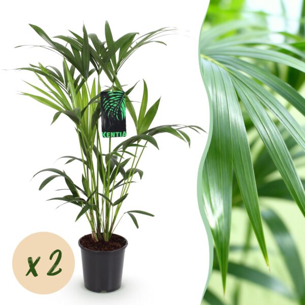 Howea Forsteriana - Kentia Palm - Weinig Onderhoud - Groen - 2 planten