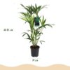 Howea Forsteriana - Kentia Palm - Weinig Onderhoud - Groen - 2 planten