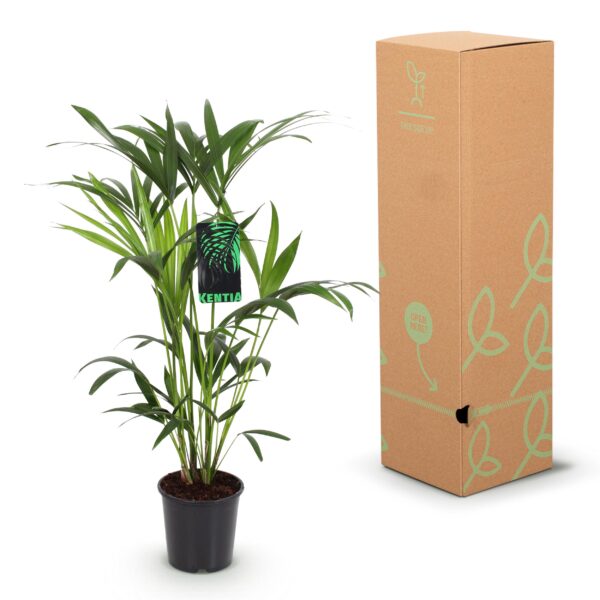 Howea Forsteriana - Kentia Palm - Weinig Onderhoud - Groen - 2 planten