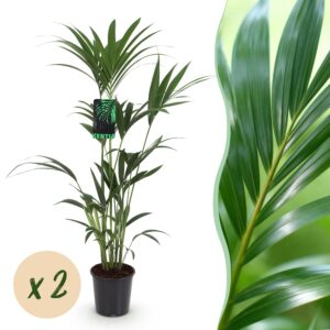 thumbnail_6000-2882.jpg Howea Forsteriana - Kentia Palm - Weinig Onderhoud - Groen - 2 planten