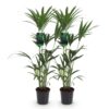 Howea Forsteriana - Kentia Palm - Weinig Onderhoud - Groen - 2 planten
