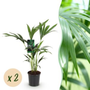 thumbnail_6000-2894.jpg Howea Forsteriana - Kentia Palm - Weinig Onderhoud - Groen - 2 planten