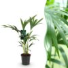 Howea Forsteriana - Kentia Palm - Weinig Onderhoud - Groen