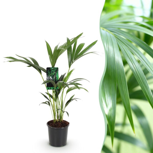 Howea Forsteriana - Kentia Palm - Weinig Onderhoud - Groen