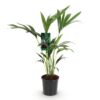 Howea Forsteriana - Kentia Palm - Weinig Onderhoud - Groen