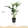 Howea Forsteriana - Kentia Palm - Weinig Onderhoud - Groen