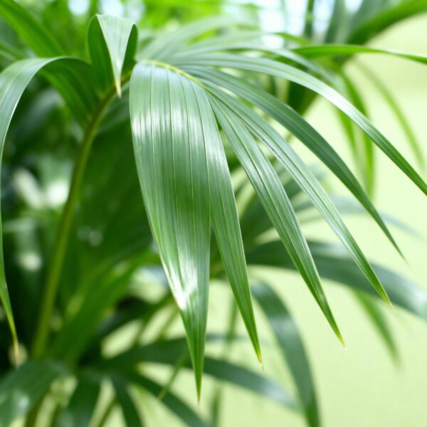 Howea Forsteriana - Kentia Palm - Weinig Onderhoud - Groen