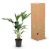 Howea Forsteriana - Kentia Palm - Weinig Onderhoud - Groen