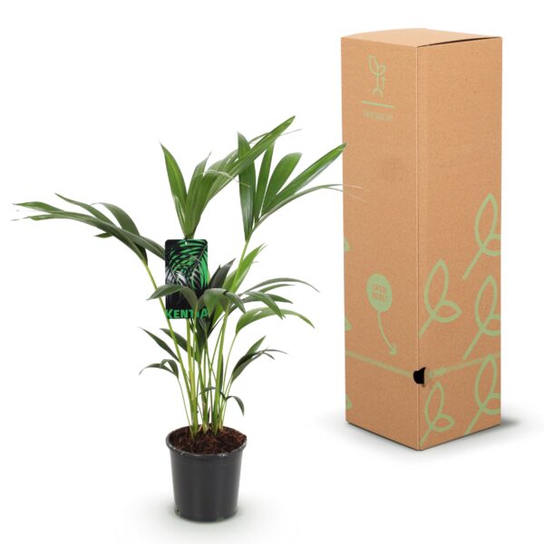 Howea Forsteriana - Kentia Palm - Weinig Onderhoud - Groen