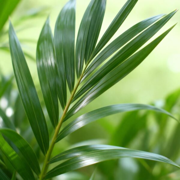 thumbnail_6000-2921.jpg Howea Forsteriana - Kentia Palm - Weinig Onderhoud - Groen