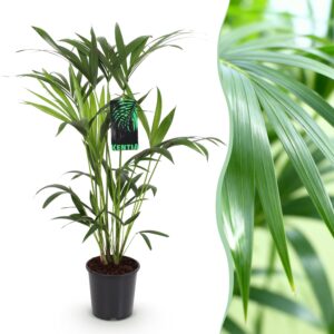 thumbnail_6000-2930.jpg Howea Forsteriana - Kentia Palm - Weinig Onderhoud - Groen