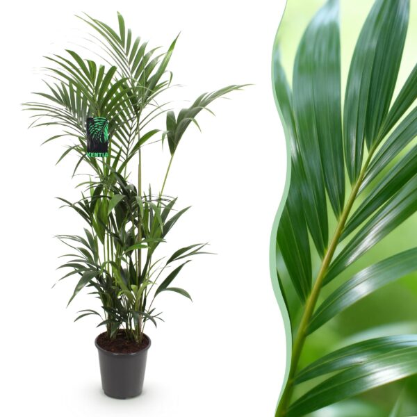 Howea Forsteriana - Kentia Palm - Weinig Onderhoud - Groen