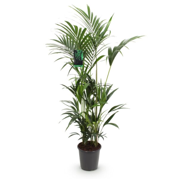 Howea Forsteriana - Kentia Palm - Weinig Onderhoud - Groen