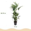 Howea Forsteriana - Kentia Palm - Weinig Onderhoud - Groen