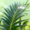 Howea Forsteriana - Kentia Palm - Weinig Onderhoud - Groen