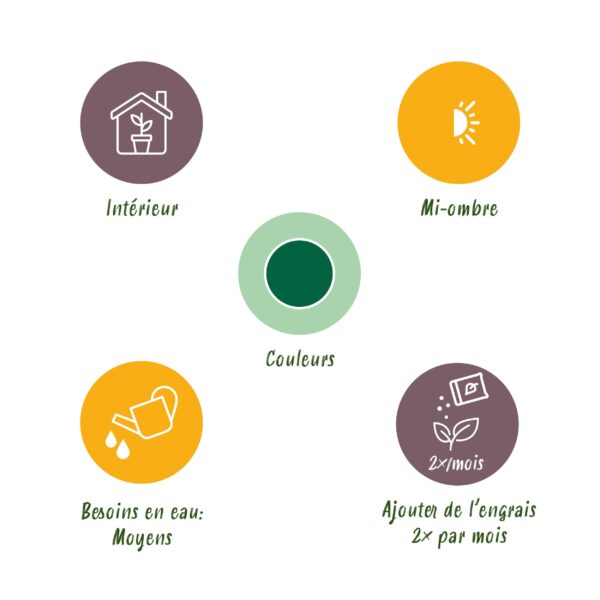 Howea Forsteriana - Kentia Palm - Weinig Onderhoud - Groen