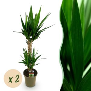 thumbnail_6000-2966.jpg Yucca elephantipes - Yucca - Weinig onderhoud - Groen - 2