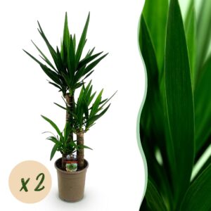 thumbnail_6000-2977.jpg Yucca elephantipes - Yucca - Weinig onderhoud - Groen - 2