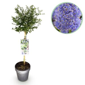 thumbnail_6000-298.jpg Ceanothus thyrsiflorus Repens - Terras Plant - Bladhoudend - Winterhard - Paarse Bloem