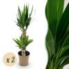 Yucca elephantipes - Yucca - Weinig onderhoud - Groen - 2