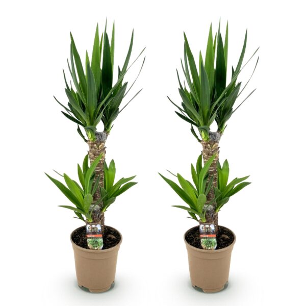 thumbnail_6000-3011.jpg Yucca elephantipes - Yucca - Weinig onderhoud - Groen - 2