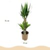 Yucca elephantipes - Yucca - Weinig onderhoud - Groen - 2