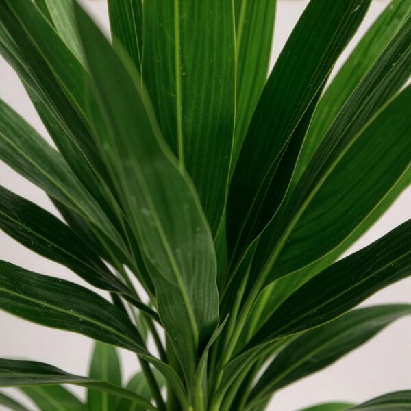 thumbnail_6000-3014.jpg Yucca elephantipes - Yucca - Weinig onderhoud - Groen - 2