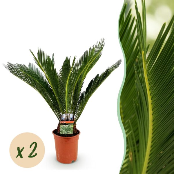 Cycas revoluta - Palmvaren - Weinig onderhoud - Groen - 2