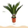Cycas revoluta - Palmvaren - Weinig onderhoud - Groen - 2