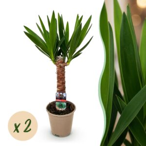 thumbnail_6000-3054.jpg Yucca elephantipes - Yucca - Weinig onderhoud - Groen - 2