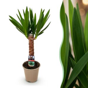 thumbnail_6000-3087.jpg Yucca elephantipes - Yucca - Weinig onderhoud - Groen