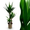 Yucca elephantipes - Yucca - Weinig onderhoud - Groen