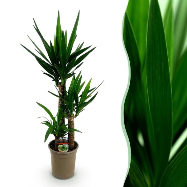 Yucca elephantipes - Yucca - Weinig onderhoud - Groen