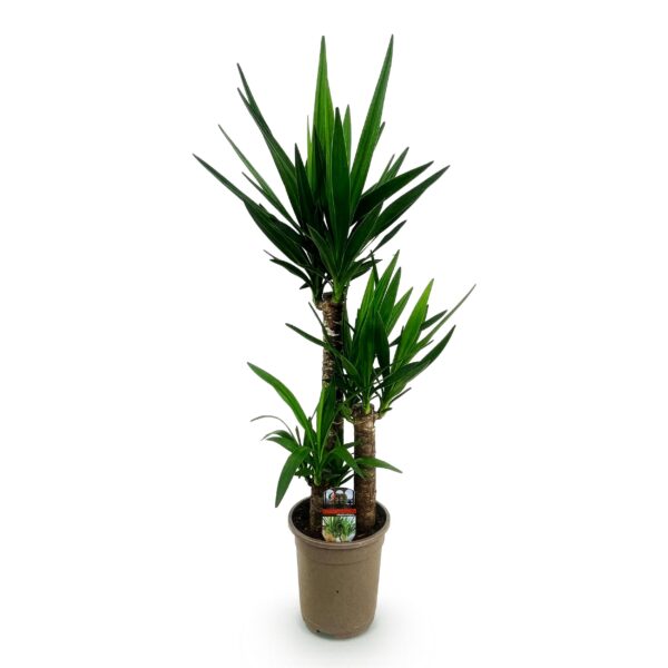 Yucca elephantipes - Yucca - Weinig onderhoud - Groen