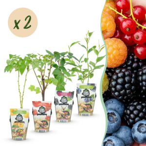 thumbnail_6000-310.jpg Rainbow - Rode Bes - Gele Framboos - Zwarte Braam - Blauwe Bes - Winterhard - 8 Planten