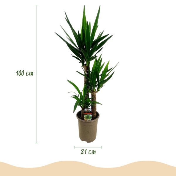 Yucca elephantipes - Yucca - Weinig onderhoud - Groen