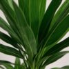 Yucca elephantipes - Yucca - Weinig onderhoud - Groen